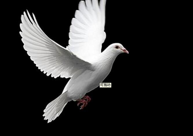 鸽子笼生产厂家